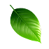 leaf image