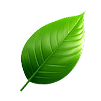 leaf image